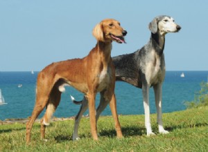 サルーキ犬の品種について 