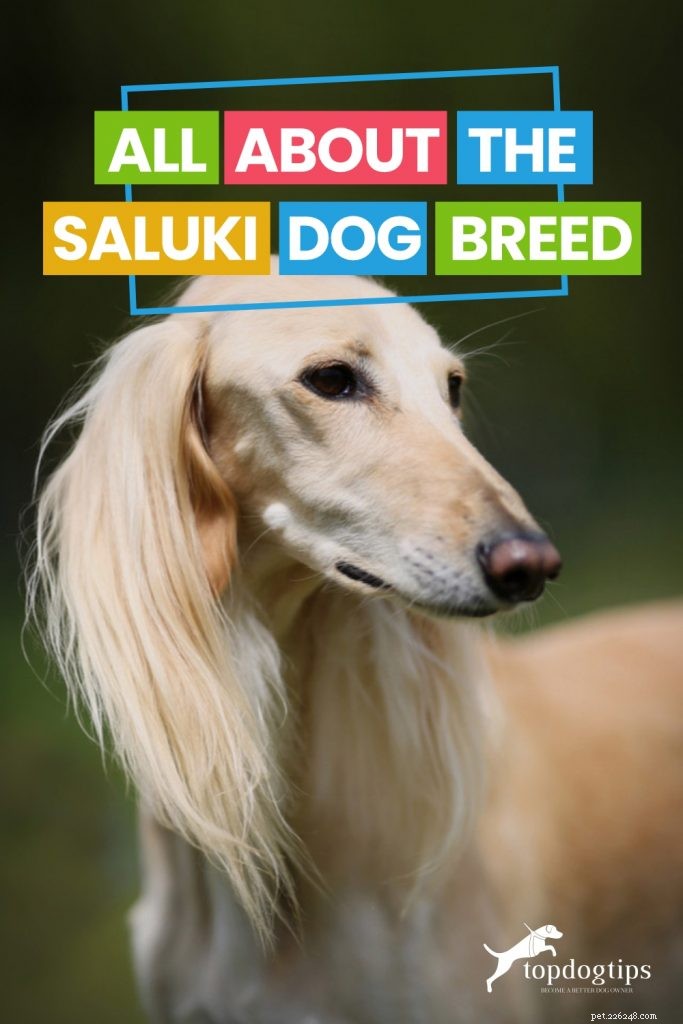Tout sur la race de chien Saluki