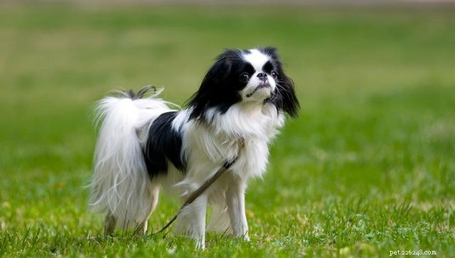 12 raças de cães chineses populares