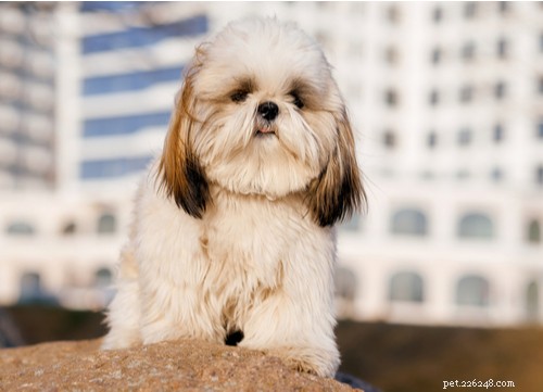 12人気のある中国の犬種 