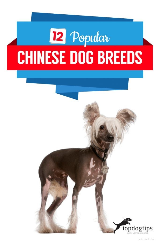 12가지 인기 있는 중국 개 품종
