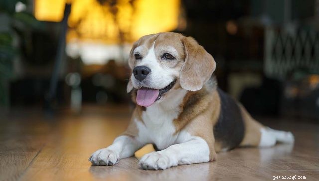 Raça de cachorro Beagle de bolso:tudo o que você precisa saber
