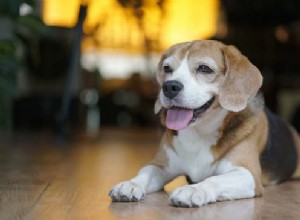 Pocket Beagle Dog Breed:Allt du behöver veta 