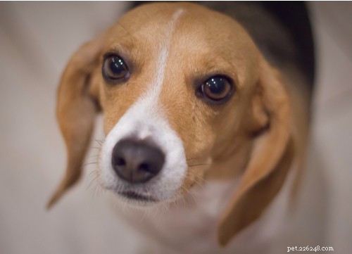 Pocket Beagle-hondenras:alles wat u moet weten