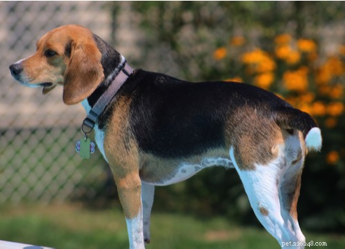 Razza di cane Beagle tascabile:tutto ciò che devi sapere