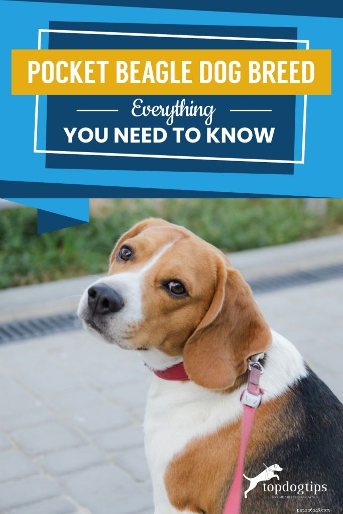 Raça de cachorro Beagle de bolso:tudo o que você precisa saber