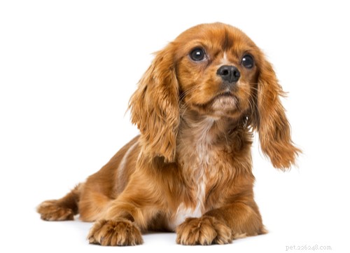 9 populära bruna hundraser