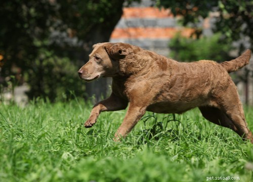 9人気の茶色の犬の品種 