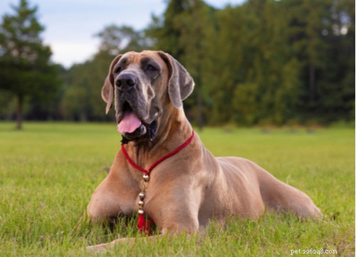 9 races populaires de chiens bruns