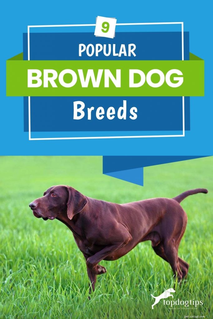 9 populaire bruine hondenrassen