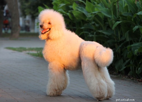 10 populära stora vita fluffiga hundraser