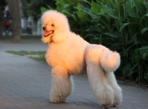 10人気の大きな白いふわふわの犬の品種 