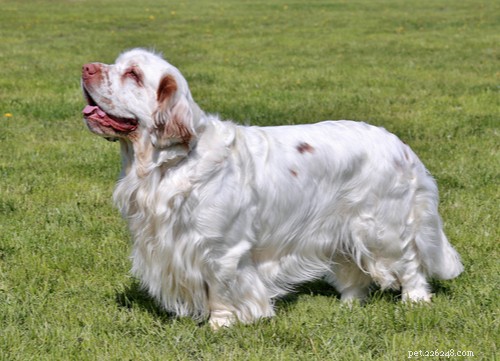 10人気の大きな白いふわふわの犬の品種 