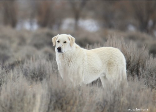 10 populaire grote witte pluizige hondenrassen