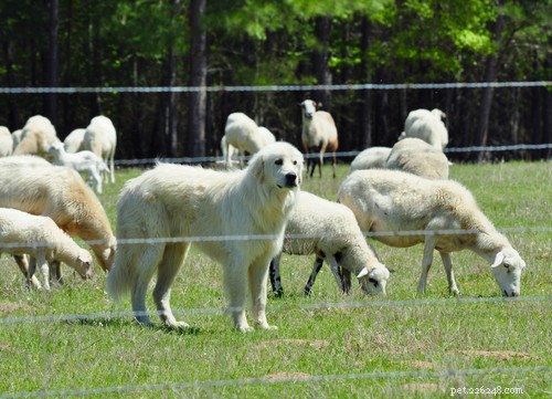10 races populaires de gros chiens blancs moelleux