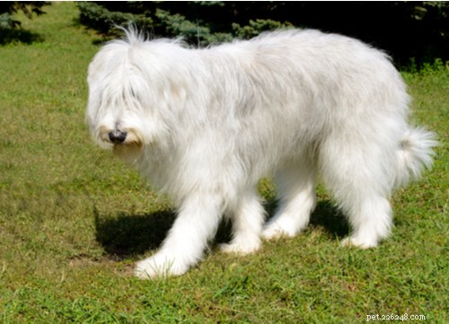 10 races populaires de gros chiens blancs moelleux
