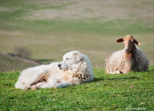 10 populaire grote witte pluizige hondenrassen