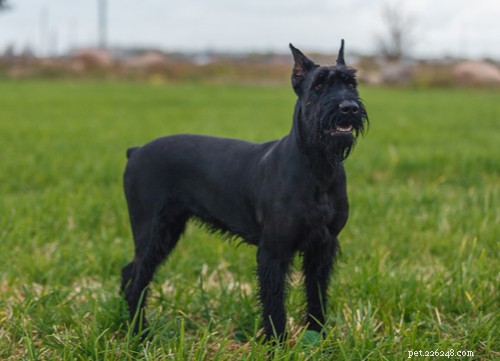 9 raças populares de cães pretos