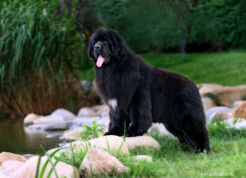 9人気の黒い犬の品種 