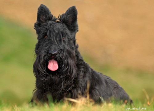 9 raças populares de cães pretos