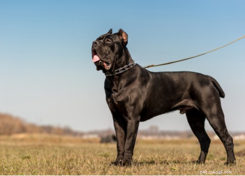 9人気の黒い犬の品種 