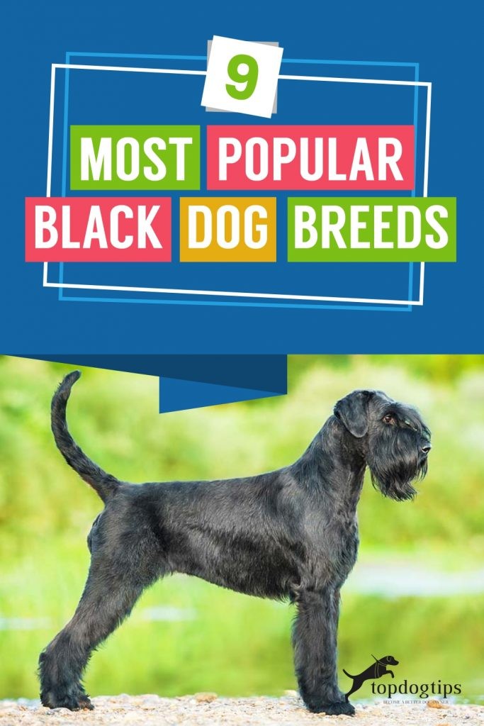 9 races populaires de chiens noirs