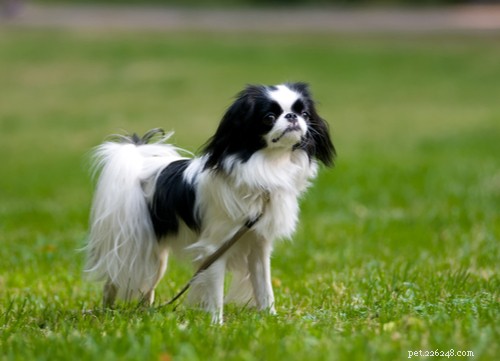 11 razze di cani asiatici più popolari