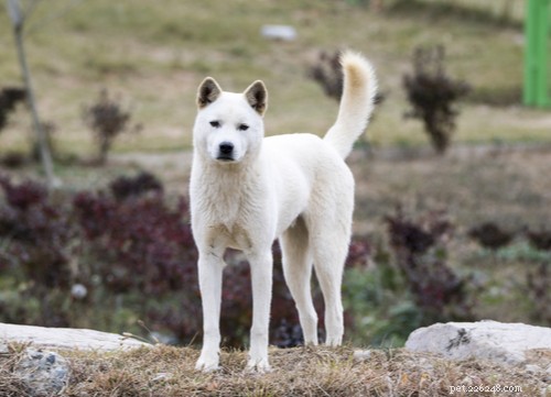 11 mest populära asiatiska hundraser