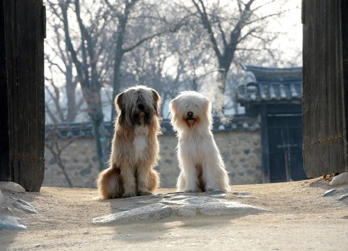 11 mest populära asiatiska hundraser