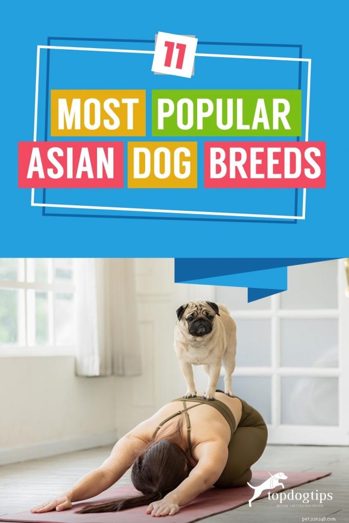 가장 인기 있는 아시아 개 품종 11가지