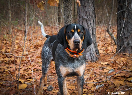 Bluetick Coonhound Breed:Allt du behöver veta