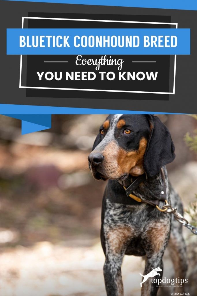 Race Bluetick Coonhound :tout ce que vous devez savoir