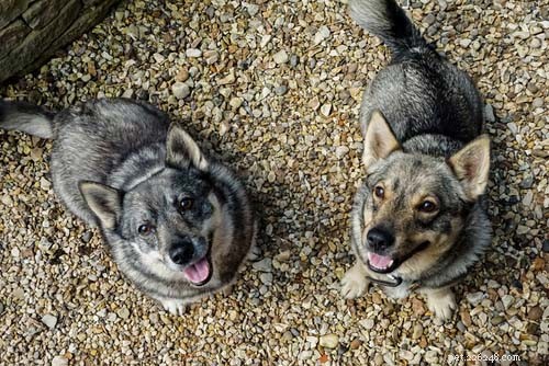 Raças de cães que parecem lobos