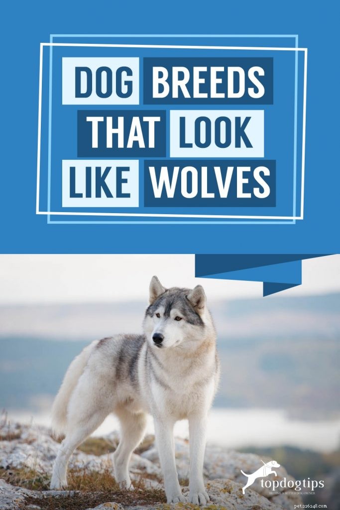 늑대처럼 보이는 개 품종