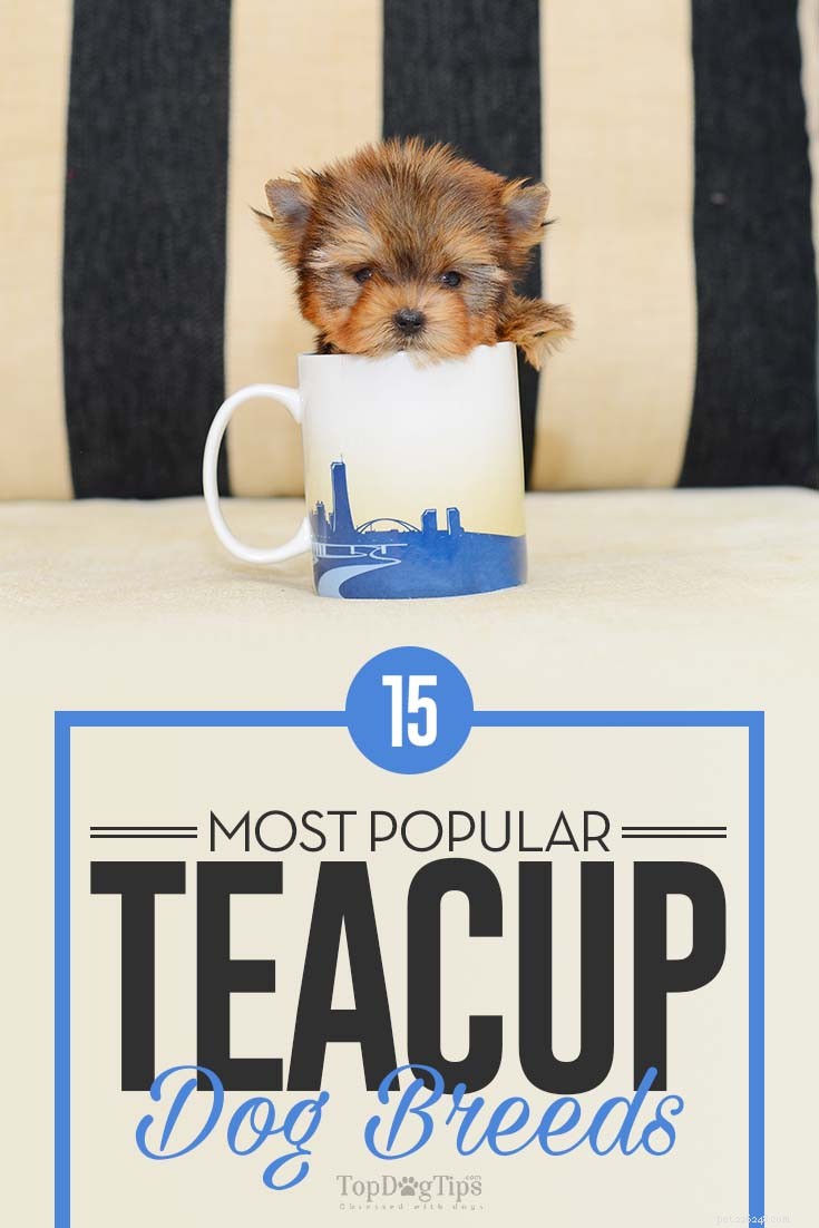 15 raças populares de cães Teacup