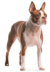 15人気のティーカップ犬の品種 