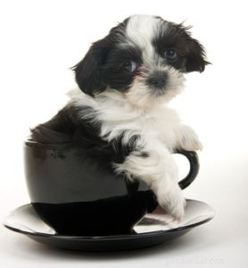 15 популярных пород чашечных собак