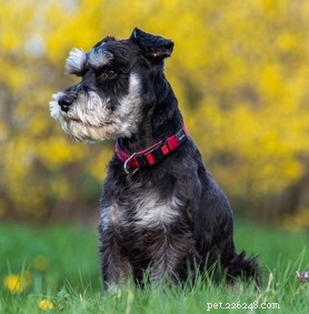 15 races populaires de chiens Teacup