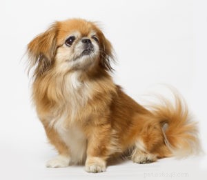15人気のティーカップ犬の品種 