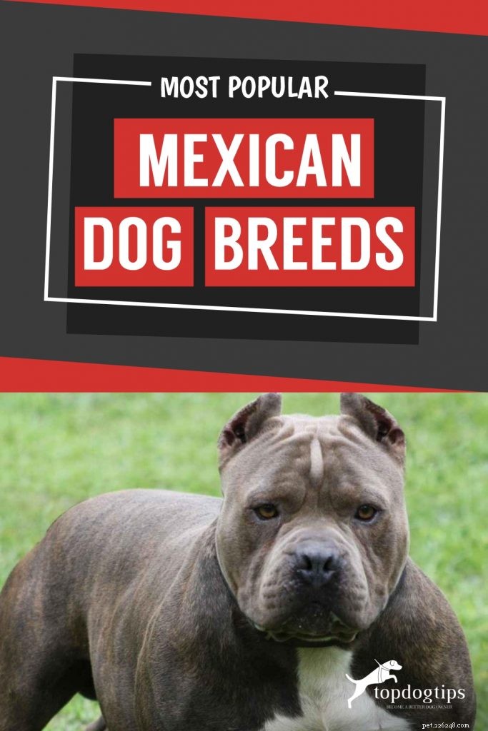 4가지 가장 인기 있는 멕시코 개 품종