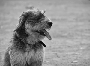 4 mest populära koreanska hundraser