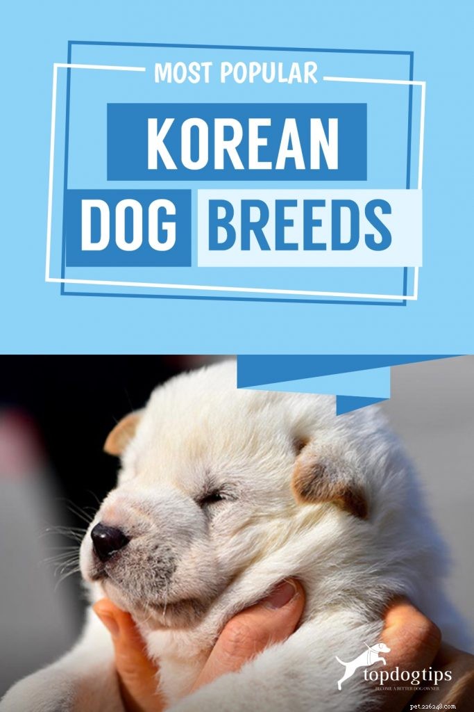 가장 인기 있는 4가지 한국 개 품종