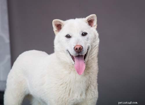 4 races de chiens coréens les plus populaires
