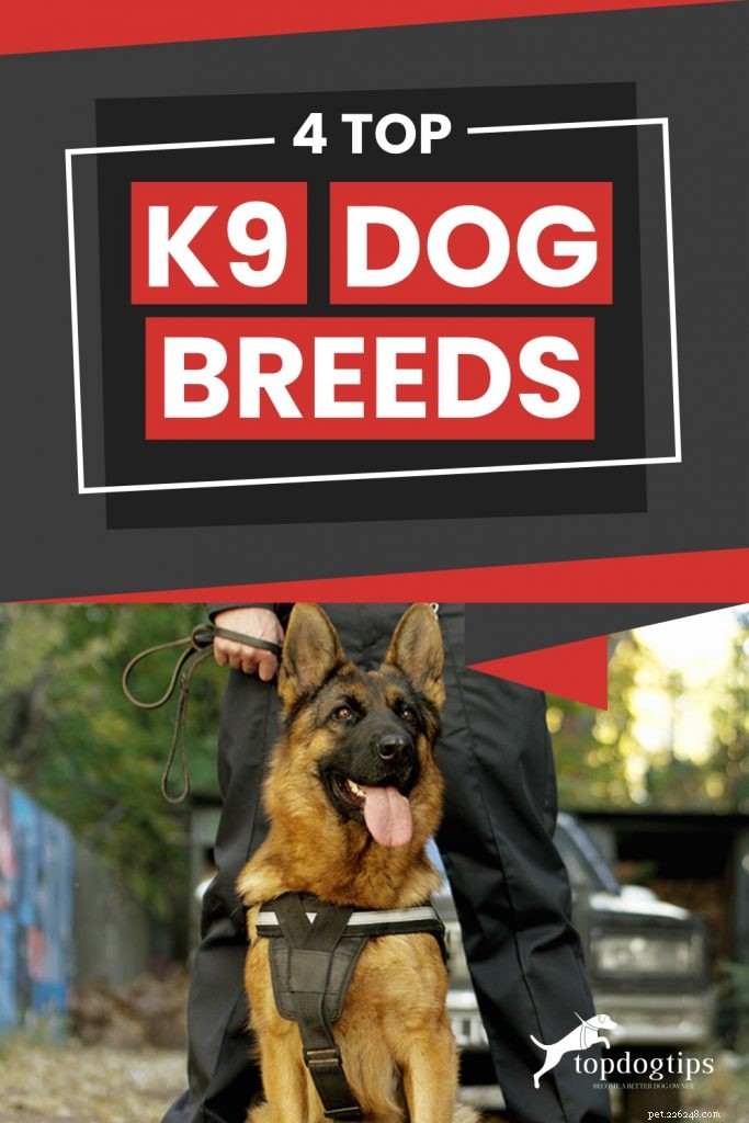 4 principais raças de cães K9