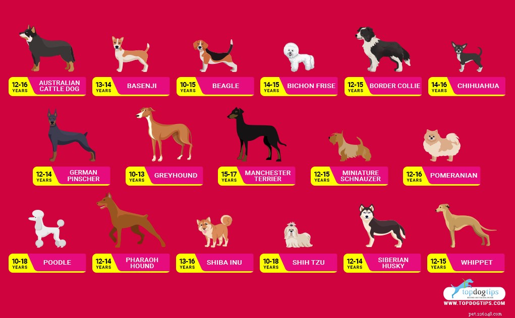 17 das raças de cães mais saudáveis ​​[2021]