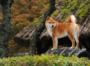11最も人気のあるエキゾチックな犬の品種 