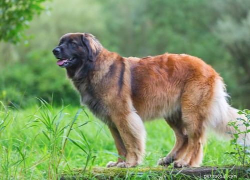 11 самых популярных экзотических пород собак