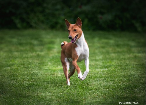 11 razze di cani esotici più popolari