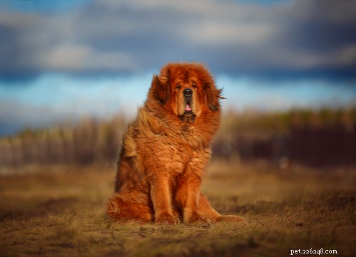 11 races de chiens exotiques les plus populaires