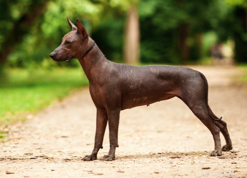 11最も人気のあるエキゾチックな犬の品種 